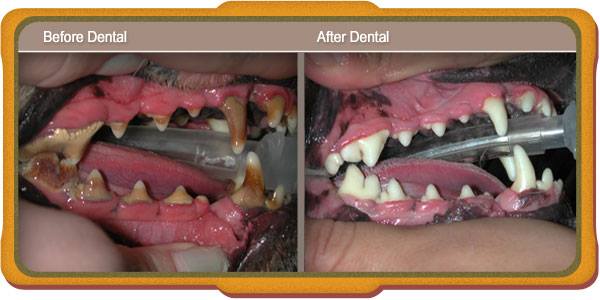 before-after-veterinary-dental