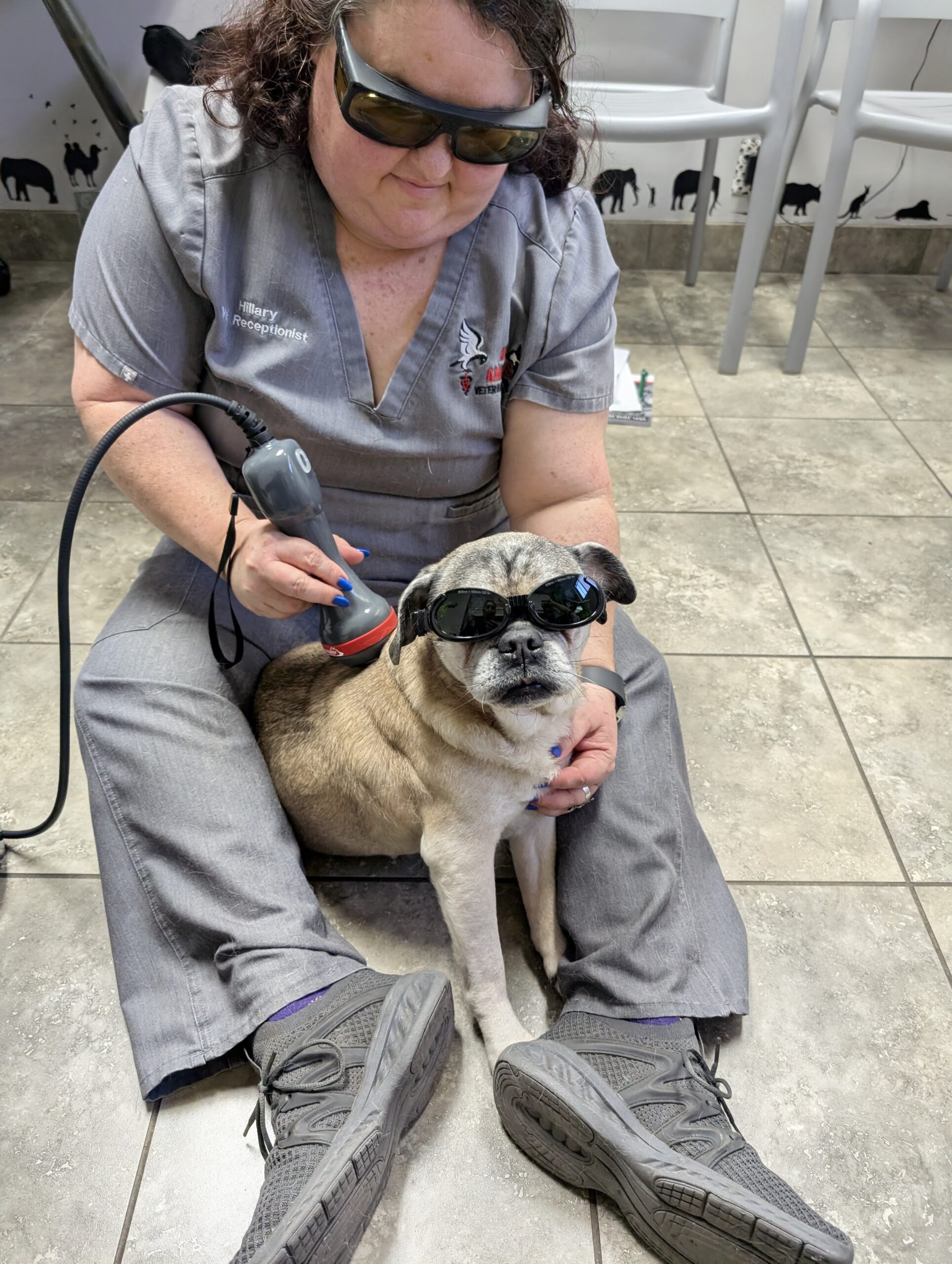 Hillary performing Laser Therapy on a dog