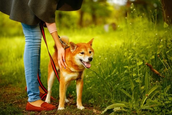 Decorative photo of dog on a walk. Keep your dog healthy with laser therapy.